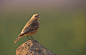 赭红尾鸲 Phoenicurus ochruros 雀形目 鸫科 红尾鸲属
SMALL BIRD 16 Black Redstart by Saleem Khawar on 500px