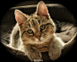 pplock#每日一猫#cute cat，来自摄影师：b2bred #分享图片#