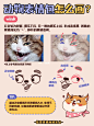 插画教程｜ 超全动物表情包画法