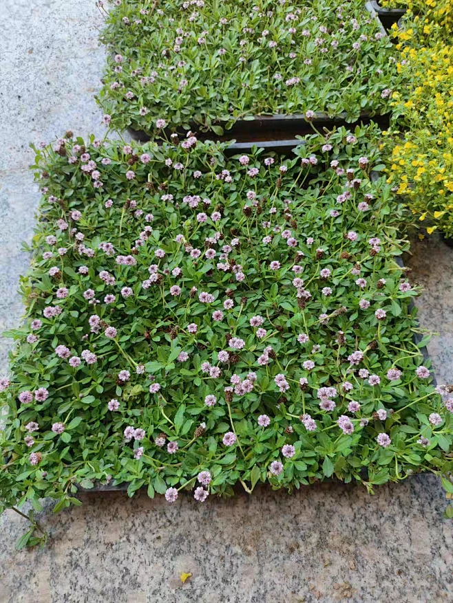 姬岩垂草-花瓣网