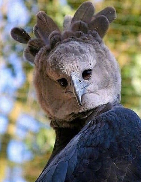 角鹰又名哈尔庇厄