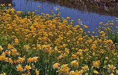 忍野村新名庄川の菜の花とスイセン
