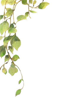 关于喜欢采集到植物素材