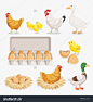 Chicken duck chick egg packaging and chicken eggs on the nests. Vector illustration flat design. - 站酷海洛正版图片, 视频, 音乐素材交易平台 - Shutterstock中国独家合作伙伴 - 站酷旗下品牌