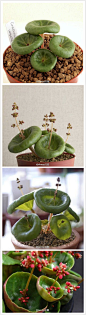 owl【植物神经】 青锁龙属的小萌物 Crassula umbella （可以叫它小雨伞么？）叶片肉肉厚厚的，线条很卡通，花朵开在叶片中间非常有趣。最后两张是 Crassula umbella 'Wine Cup' 红酒杯，叶片角度不同，但也是 个萌物。多肉植物里的青锁龙属都有很有趣的形态，下次再找几个来发。图片来自eriosperm及网络搜集。