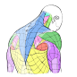 人体绘制/人体参考/人体素材 人体结构 Kato_anatomy
花瓣关注原画人，推荐更多精选素材，绘画更有灵感