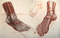 Anatomy Demos