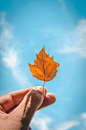 autumn-fall-hand-2682103