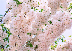SAKURA祭采集到sakura