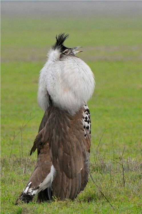 koribustard