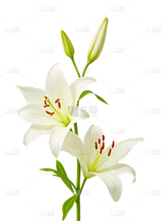 WEIWEICC采集到植物素材