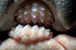 杰克逊港鲨的嘴和牙 ​​​​