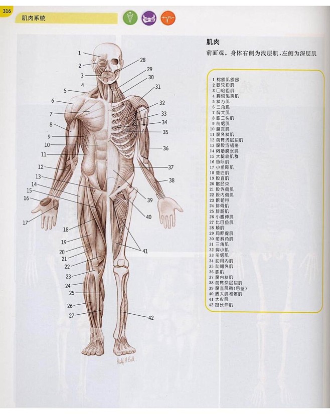 速写解刨人体肌肉图