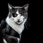 Gatos Malignos-邪恶的猫封面大图
