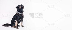 可爱的狗在白色的背景，孤立。班纳，背景是一只狗。可用的文本空间，复制空间