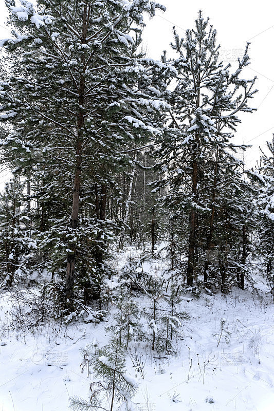 森林里的冬天，树上的雪，漂亮的圣诞节背景