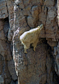 13照片 - 在岌岌可危的位置山羊