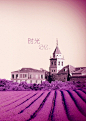 紫色 花海 城堡