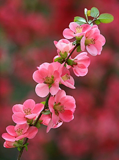 心水久久采集到花花世界