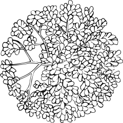 tree-12