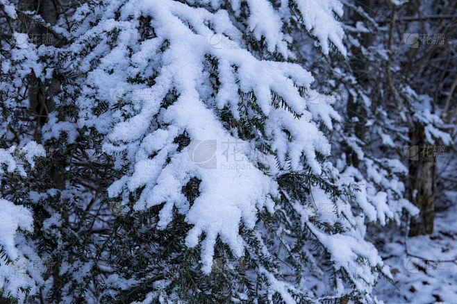 冬天松树的树枝上有雪素材-花瓣网