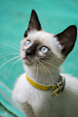 Photograph Mirada felina by Alvaro Marco on 500px