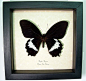 Butterfly, Papilio aegeus - The Orchard Swallowtail | Real Butterfly Gifts Framed Butterflies and Insect Displays