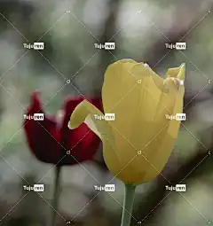 郁金香 花 花壁纸 植物 花瓣 花园 盛开 开花 植物群 自然
