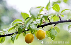飛兲茉茉ζ采集到植物