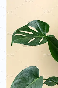 白色和米色背景上的怪物。现代室内的怪兽。室内设计。极简主义的概念