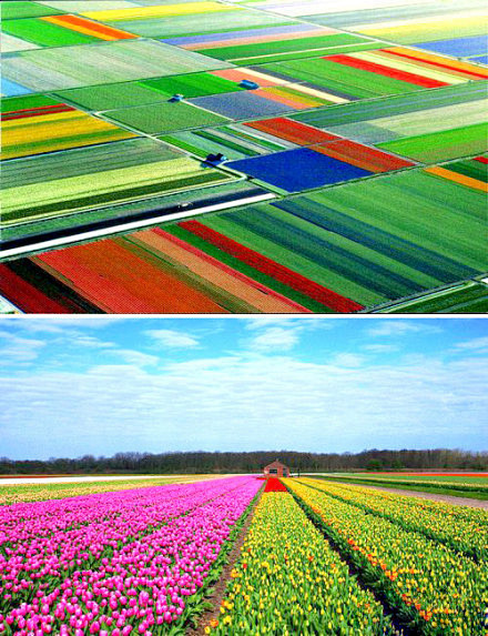 世界上最美丽的春天——荷兰的春天悄然绽放...