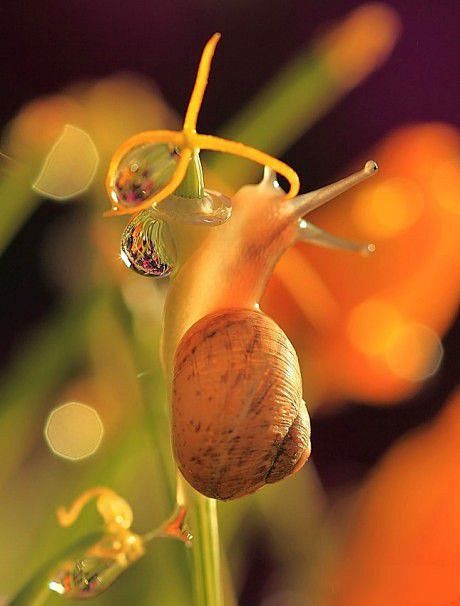 蜗牛