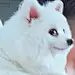 Airi酱