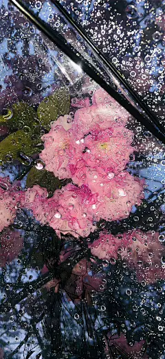 美到窒息的爱丽丝梦游仙境壁纸 - 小红书