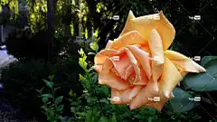 花 玫瑰 花卉背景 花园 开花 花的 自然 玫瑰花 花壁纸
