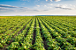 Green field of potato crops in a row.