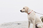 yellow Labrador retriever sitting in white surface