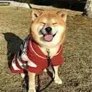 变不胖的yh