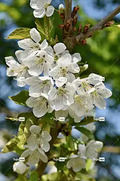 鲜花 花壁纸 花的苹果树 自然 美丽的花朵 白色小花 植物区系