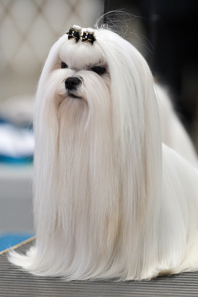 1AKC_Maltese_Dog_Sho...