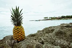 菠萝图片  - 源文件下载【酷图网】凤梨,菠萝,热带水果,金砖凤梨,应季水果,绿色水果,鲜果,生鲜,农产品,菠萝种植,凤梨种植,菠萝图片,菠萝纹理,菠萝特写,绿色菠萝,菠萝海报,菠萝促销,水果店菠萝,美味菠萝,有机菠萝,菠萝上市,菠萝熟了,新鲜菠萝