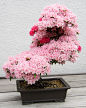 tumblr_o5xslzbrAE1qa53wno7_500.jpg (500×630)