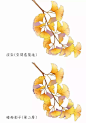【绘画教程】如何画出金黄的银杏叶子？（附应用实例）