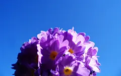 植物宽屏天蓝底色壁纸 1920x1200 壁纸1_百度图片