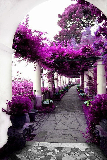 [] 浪慢的紫色之路
