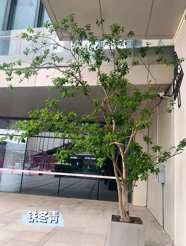 杂木铁冬青 - 小红书搜索-花瓣网