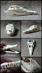 Crocodile Skull by CabinetCuriosities.deviantart.com on @deviantART: 