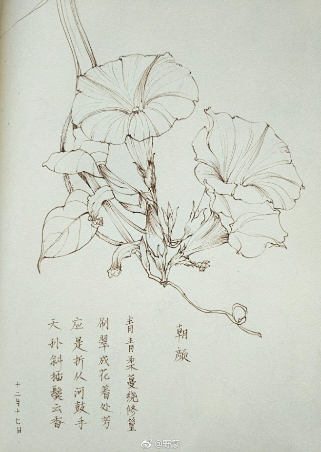 一组花卉线稿~  （作者： 野篆 ） ​...