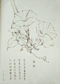 一组花卉线稿~  （作者： 野篆 ） ​ ​​​​