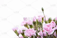 康乃馨,粉色,自然,背景分离,图像,壁纸,花蕾,自然美,花瓣,四方连续纹样